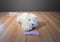 Russ ULTA Kirby West Highland Terrier Beanbag Plush