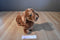 Ty Classic Frank The Dachshund 2011 Beanbag Plush