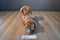 Ty Classic Frank The Dachshund 2011 Beanbag Plush