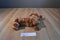 Ty Classic Frank The Dachshund 2011 Beanbag Plush