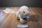 Kohl's Cares Eric Carle The Lamb And The Butterfly White Sheep 2012 Plush
