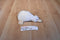 Ganz Webkinz Lil Kinz Googles White Goose HM021 Sealed Code