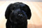 FAO Schwarz Black lab Puppy Dog Beanbag Plush