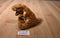 Wild Republic T-Rex 2011 Beanbag Plush