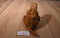 Wild Republic T-Rex 2011 Beanbag Plush