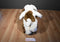 Build a Bear Playful Pup And Lil Furry Friend White/ Brown Shaggy Dog Beanbag Plush