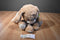 Animal Adventure Tan and Beige Bunny Rabbit with Egg Bow 2018 Plush