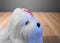 Ty Classic Foofie the White and Grey Lhasa Apso 2004 Beanbag Plush