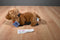 Russ The Dachshund Beanbag Plush