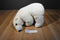 Sea World Polar Bear Plush