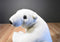 Sea World Polar Bear Plush