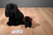 Ty Beanie Buddy 2003 and Baby 1997 Gigi the Black Poodle Beanbag Plushes