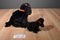 Ty Beanie Buddy 2003 and Baby 1997 Gigi the Black Poodle Beanbag Plushes