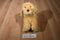 Lakeshore Learning Poseable Golden Retriever Puppy Dog Plush
