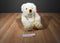 Kids of America White and Beige Bear With Red and Green Hat Plush