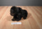 Gund Elvis the Lowland Gorilla Plush