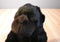 Gund Elvis the Lowland Gorilla Plush