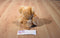 Russ Fraser Gold and Tan Teddy Bear Beanbag Plush