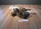 Aurora A&A Mel the Brown Moose Beanbag Plush