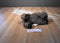 Aurora A&A Mel the Brown Moose Beanbag Plush