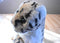 Tan, White and Black Spotted Cheetah Plush