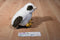 Stuffed Animals Inc. Steven Smith Falcon Chick Plush