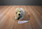 Royal Plush Yellow Lab Plush