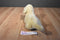 Royal Plush Yellow Lab Plush