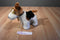 Toy Network Buddy the Fox Terrier 2002 Plush