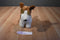 Toy Network Buddy the Fox Terrier 2002 Plush