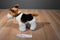 Toy Network Buddy the Fox Terrier 2002 Plush