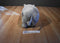 Walt Disney World Animal Kingdom Hippo Plush