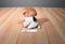 Russ Yomiko Beagle Puppy Plush