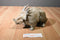 Disney Dinosaurs Eema the Styracosaurus Plush