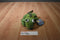 Ganz Webkinz Iguana HM340 Beanbag Plush Sealed Code
