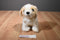 Ty Classic Squirt the White and Tan Dog 2004 Beanbag Plush