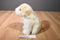 Ty Classic Squirt the White and Tan Dog 2004 Beanbag Plush