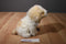 Ty Classic Squirt the White and Tan Dog 2004 Beanbag Plush
