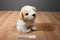 Ty Classic Squirt the White and Tan Dog 2004 Beanbag Plush