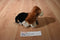 Ganz Lil Kinz Basset Hound Dog HS103 Beanbag Plush Sealed Code