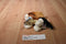 Ganz Lil Kinz Basset Hound Dog HS103 Beanbag Plush Sealed Code