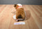Ty Beanie Buddies Top Dog Bulldog 2004 Beanbag Plush With red Collar