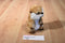 Giftable World Marmot 2017 Beanbag Plush
