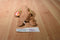 Ty Buddies 2000 and Babies 1997 Spunky the Cocker Spaniel Beanbag Plush