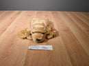 Ty Buddies 2000 and Babies 1997 Spunky the Cocker Spaniel Beanbag Plush