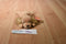 Ty Buddies 2000 and Babies 1997 Spunky the Cocker Spaniel Beanbag Plush