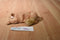 Ty Buddies 2000 and Babies 1997 Spunky the Cocker Spaniel Beanbag Plush