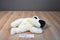 Ty Buddies Black Faced Cream Colored Lamb 2001 Beanbag Plush