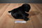 Melissa & Doug Benson the Black Lab Puppy Dog Beanbag Plush
