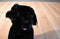 Melissa & Doug Benson the Black Lab Puppy Dog Beanbag Plush